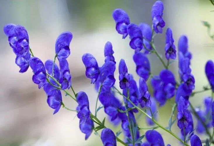 Lịch sử có những chi tiết cực kì đáng sợ mà chẳng mấy ai biết (Ảnh: Internet)