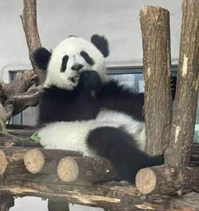 Gấu trúc Tần Đại Đóa. Ảnh: Internet.