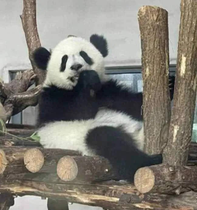 Gấu trúc Tần Đại Đóa. Ảnh: Internet.