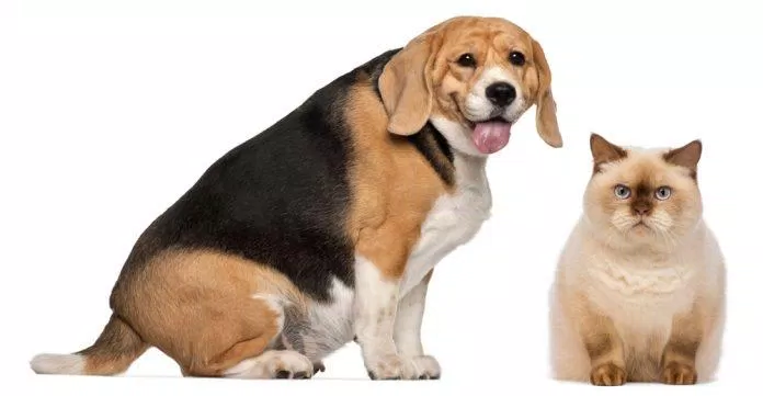 Tăng cân có thể là dấu hiệu của nhiều bệnh (Ảnh: Internet) Tăng cân có thể là dấu hiệu của nhiều bệnh (Ảnh: Internet)
