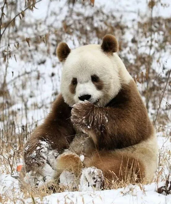 Gấu trúc Thất Tử