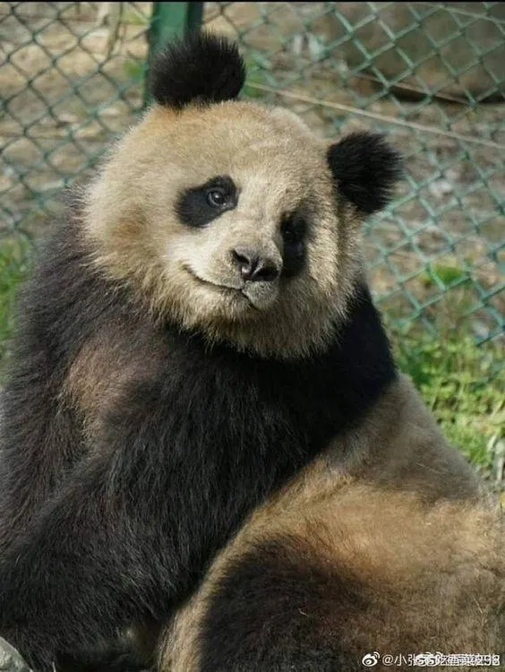 Gấu trúc Viên Nhuận. Ảnh: Internet.