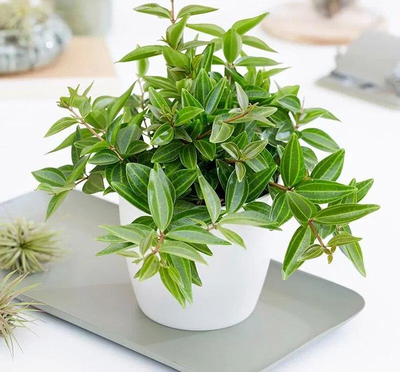 Phong thủy cây bình an, "đại diện" cho lời cầu tài, cầu phúc và bảo vệ gia đình, nhà cửa khỏi xui xẻo (ảnh: Internet) Phong thủy cây bình an, "đại diện" cho lời cầu tài, cầu phúc và bảo vệ gia đình, nhà cửa khỏi xui xẻo (ảnh: Internet)