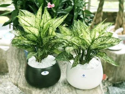 Cây ngọc ngân trong phong thủy, vừa sang vừa quý, "hái ra tiền" cho gia chủ (ảnh: Internet) Cây ngọc ngân trong phong thủy, vừa sang vừa quý, "hái ra tiền" cho gia chủ (ảnh: Internet)