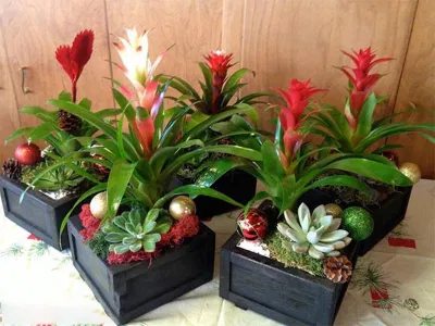 Cây phong lộc hoa biểu tượng cho sức sống mãnh liệt và vượng khí trong phong thủy nhà cửa (ảnh: Internet) Cây phong lộc hoa biểu tượng cho sức sống mãnh liệt và vượng khí trong phong thủy nhà cửa (ảnh: Internet)