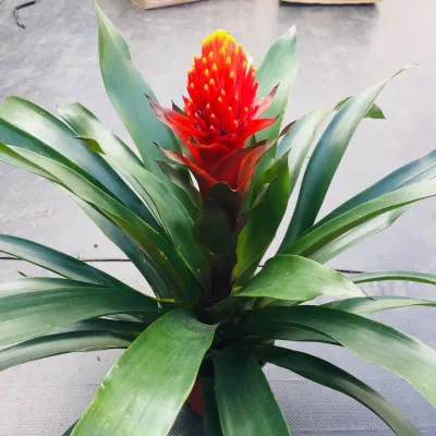 Cây phong lộc hoa biểu tượng cho sức sống mãnh liệt và vượng khí trong phong thủy nhà cửa (ảnh: Internet) Cây phong lộc hoa biểu tượng cho sức sống mãnh liệt và vượng khí trong phong thủy nhà cửa (ảnh: Internet)