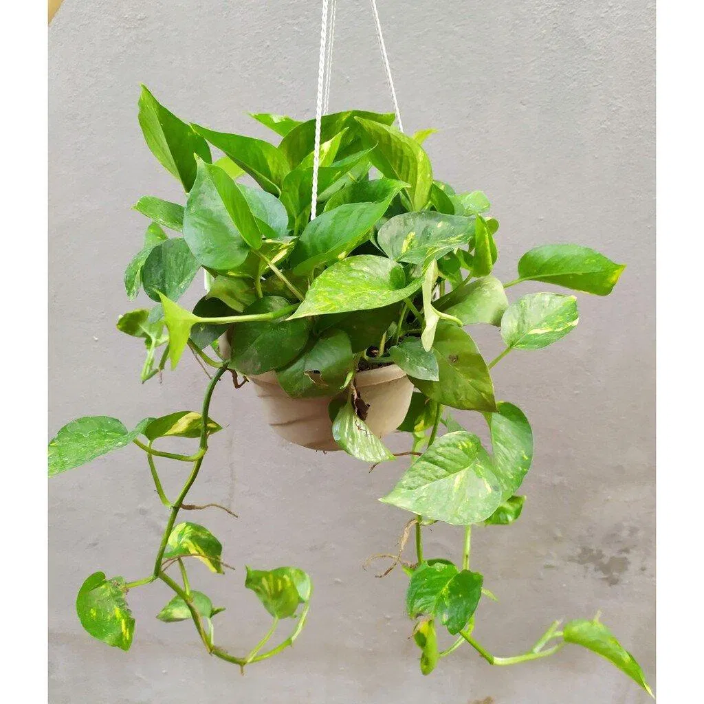 Khám phá phong thủy cây trầu bà với cuộc sống gia đình (ảnh: Internet) Khám phá phong thủy cây trầu bà với cuộc sống gia đình (ảnh: Internet)