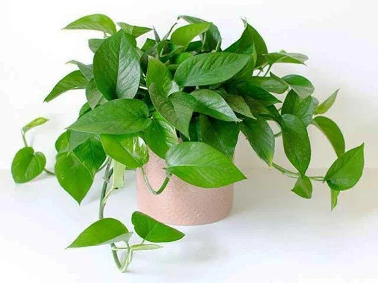 Cây trầu bà trong phong thủy (Ảnh: Internet) Cây trầu bà trong phong thủy (Ảnh: Internet)