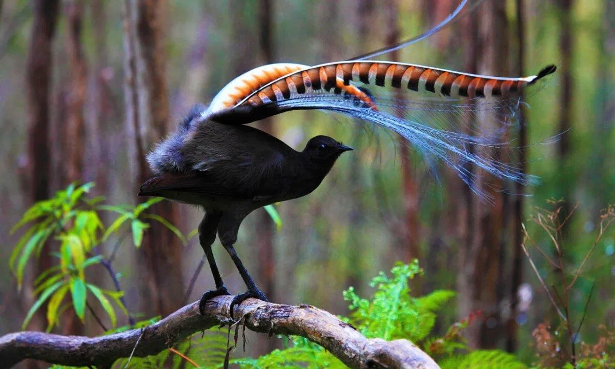 Siêu năng lực của các loài động vật này cực kì đáng gờm (Ảnh: Internet)