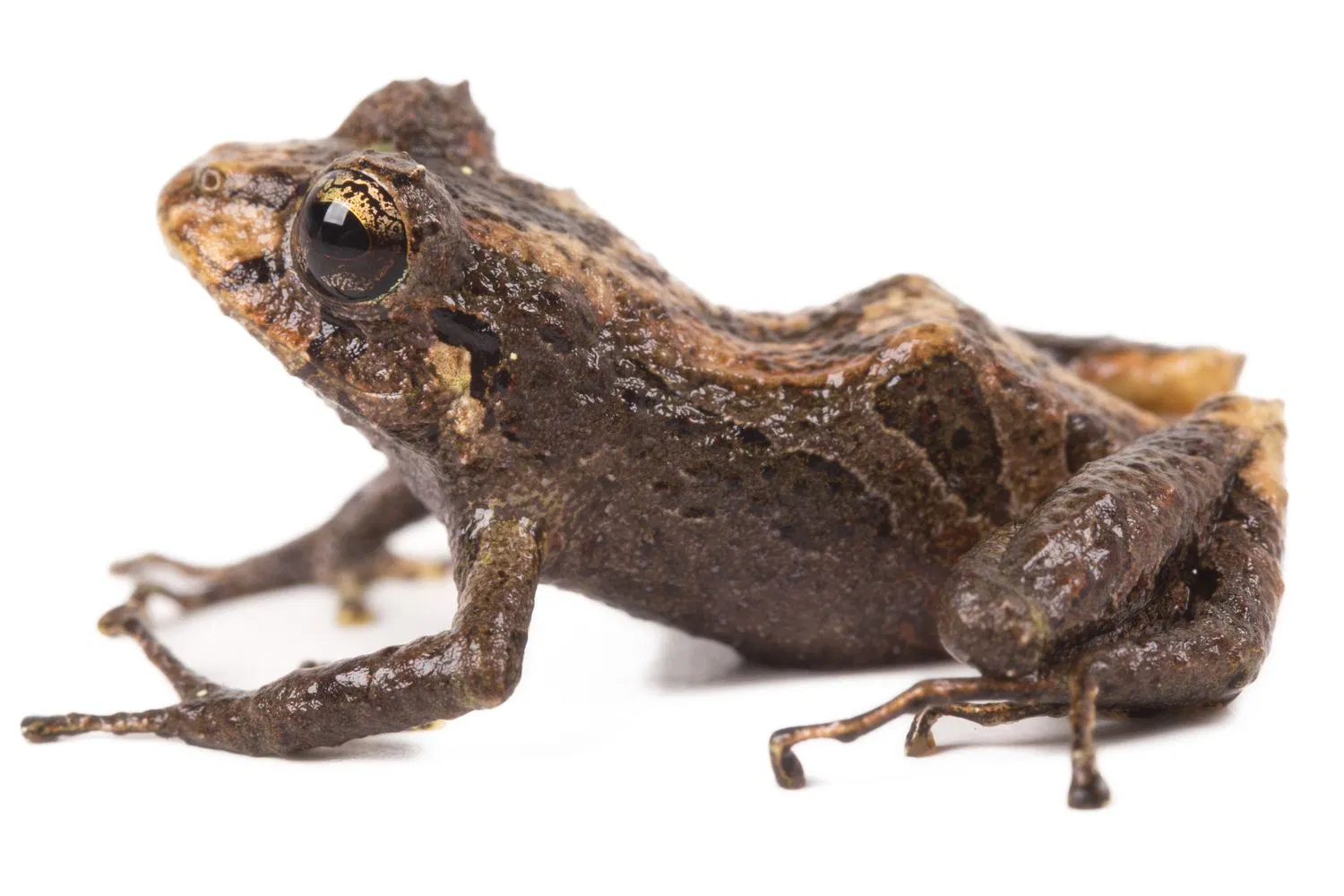 Siêu năng lực của các loài động vật này cực kì đáng gờm (Ảnh: Internet)