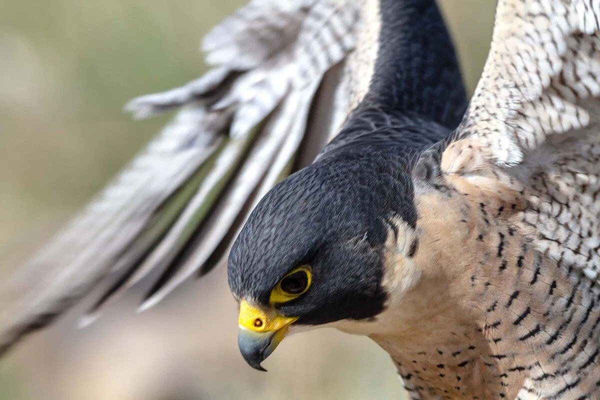 Siêu năng lực của các loài động vật này cực kì đáng gờm (Ảnh: Internet)