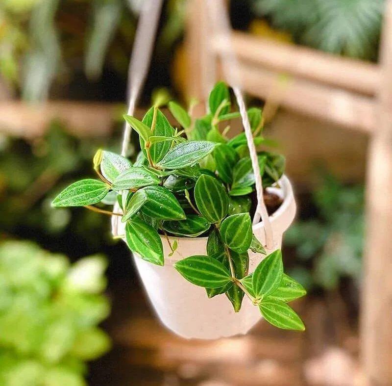 Phong thủy cây bình an, "đại diện" cho lời cầu tài, cầu phúc và bảo vệ gia đình, nhà cửa khỏi xui xẻo (ảnh: Internet)