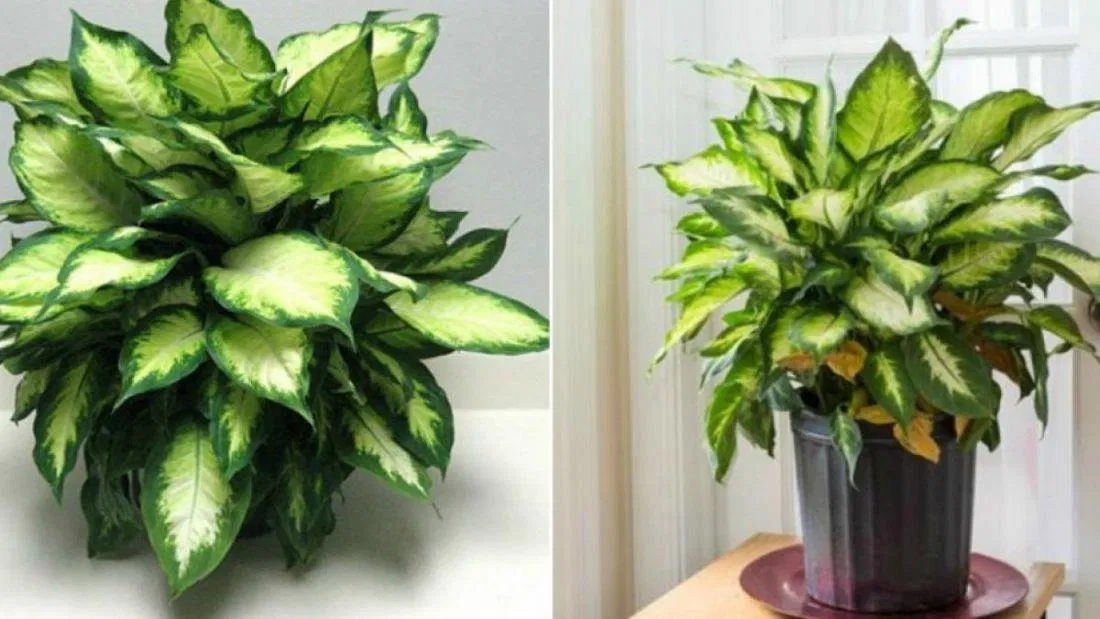 Cây vạn niên thanh (Ảnh: Internet)