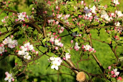 Ảnh mùa xuân