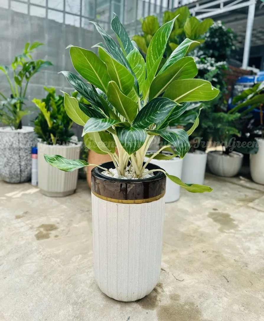 Phong thủy cây bạch mã hoàng tử, mang lại cho gia chủ sự thư thái, quyết đoán và may mắn (ảnh: Internet) Phong thủy cây bạch mã hoàng tử, mang lại cho gia chủ sự thư thái, quyết đoán và may mắn (ảnh: Internet)