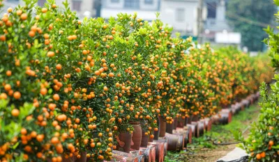 Phong thủy cây quất, tượng trưng cho sự sung túc, ấm no, là loại cây trồng phổ biến bậc nhất tại Việt Nam dịp Tết đến (ảnh: Internet) Phong thủy cây quất, tượng trưng cho sự sung túc, ấm no, là loại cây trồng phổ biến bậc nhất tại Việt Nam dịp Tết đến (ảnh: Internet)