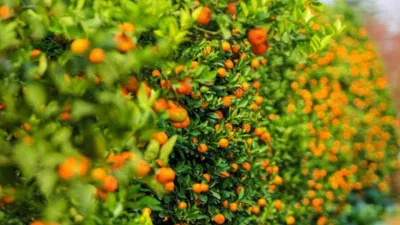 Phong thủy cây quất, tượng trưng cho sự sung túc, ấm no, là loại cây trồng phổ biến bậc nhất tại Việt Nam dịp Tết đến (ảnh: Internet) Phong thủy cây quất, tượng trưng cho sự sung túc, ấm no, là loại cây trồng phổ biến bậc nhất tại Việt Nam dịp Tết đến (ảnh: Internet)