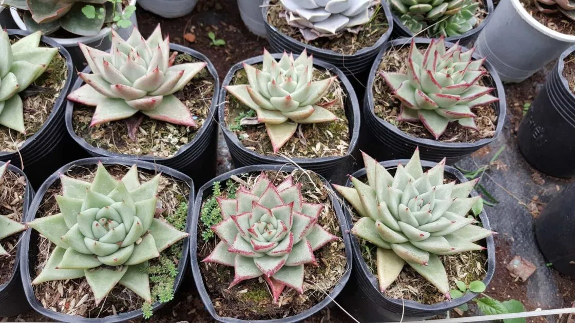 Sen đá có sức sống bền bỉ, dẻo dai, dễ dàng thích nghi mọi điều kiện thời tiết (Ảnh: Internet) Sen đá có sức sống bền bỉ, dẻo dai, dễ dàng thích nghi mọi điều kiện thời tiết (Ảnh: Internet)