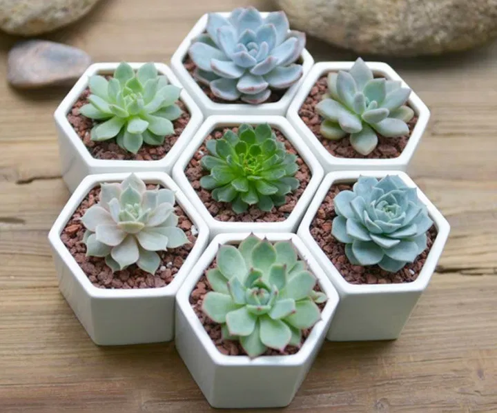 Sen đá có ý nghĩa về phong thủy nên nhiều người đặt trên bàn làm việc, trong phòng khách (Ảnh: Internet) Sen đá có ý nghĩa về phong thủy nên nhiều người đặt trên bàn làm việc, trong phòng khách (Ảnh: Internet)