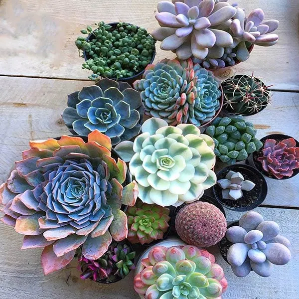 Cây sen đá hợp với người tuổi Hợi và Dần (Ảnh: Internet) Cây sen đá hợp với người tuổi Hợi và Dần (Ảnh: Internet)