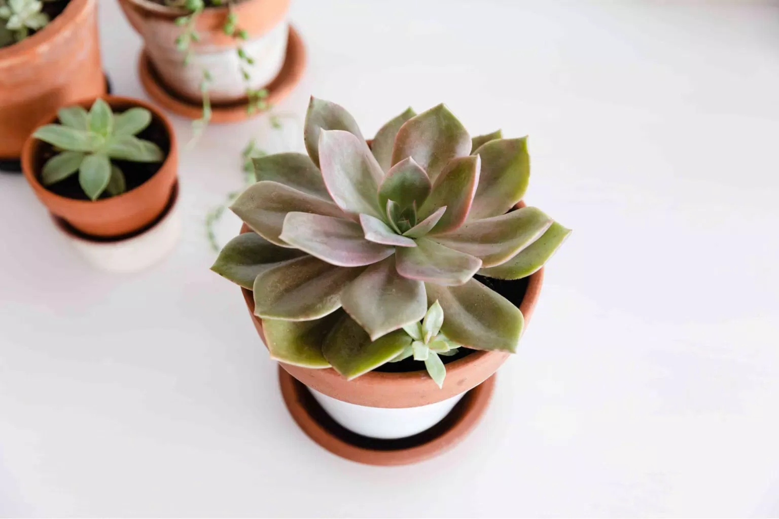 Phong thủy cây sen đá (hoa đá) tượng trưng tình yêu vĩnh cửu, mang lại may mắn tài lộc cho gia chủ (ảnh: Internet) Phong thủy cây sen đá (hoa đá) tượng trưng tình yêu vĩnh cửu, mang lại may mắn tài lộc cho gia chủ (ảnh: Internet)