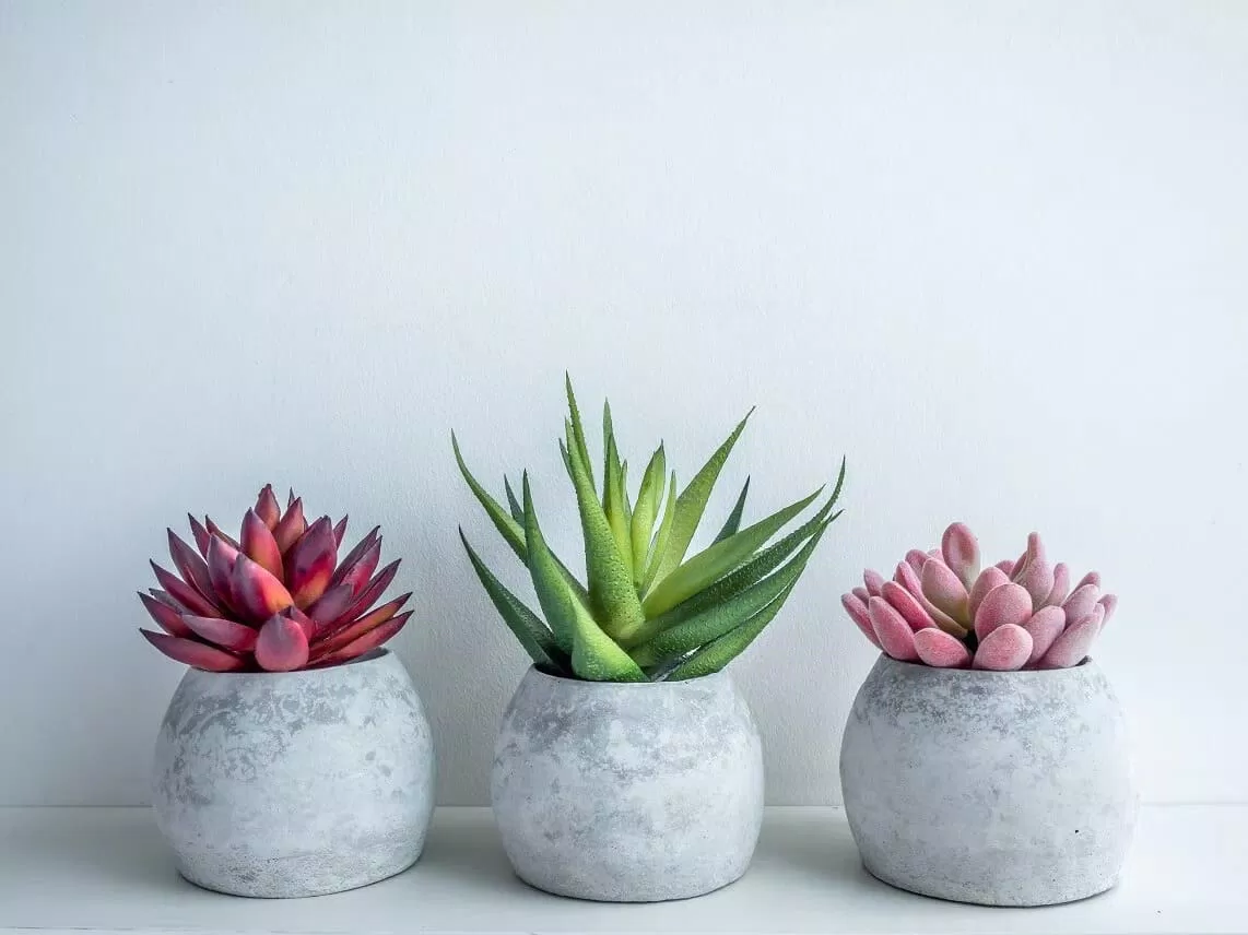 Phong thủy cây sen đá (hoa đá) tượng trưng tình yêu vĩnh cửu, mang lại may mắn tài lộc cho gia chủ (ảnh: Internet) Phong thủy cây sen đá (hoa đá) tượng trưng tình yêu vĩnh cửu, mang lại may mắn tài lộc cho gia chủ (ảnh: Internet)