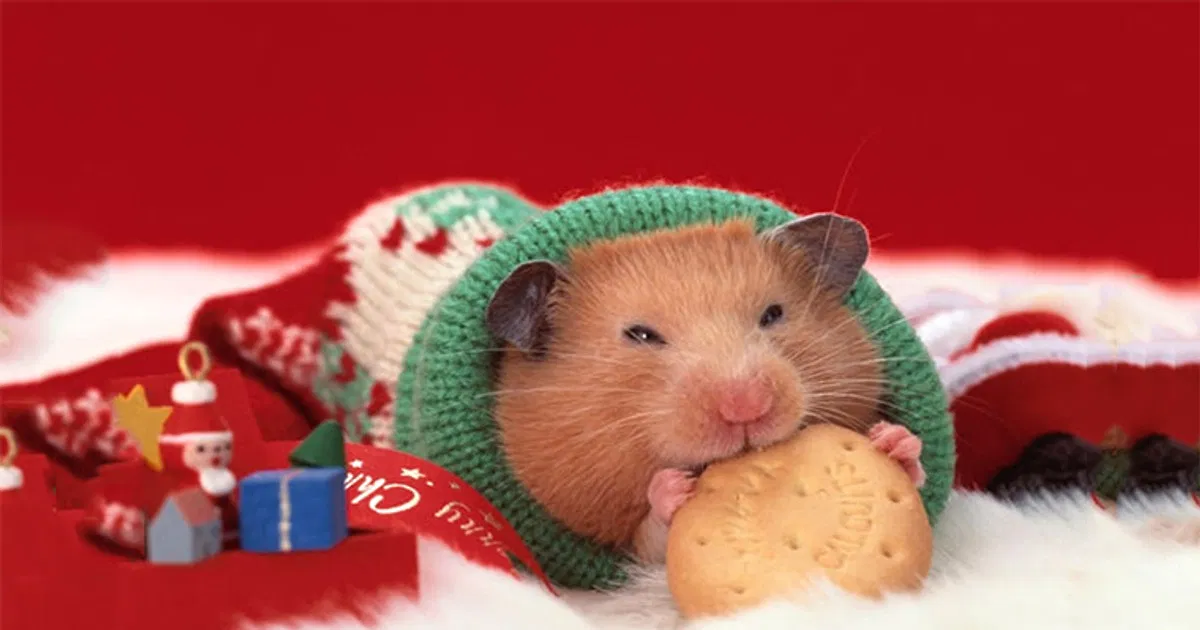 Hamster hẳn là họ hàng duy nhất trong loài chuột được yêu thích (Ảnh: Internet)