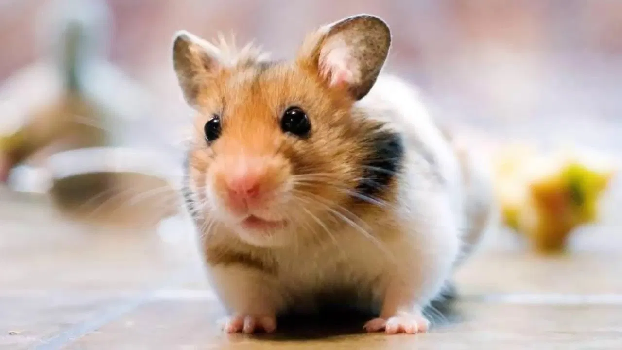 Hamster hẳn là họ hàng duy nhất trong loài chuột được yêu thích (Ảnh: Internet)