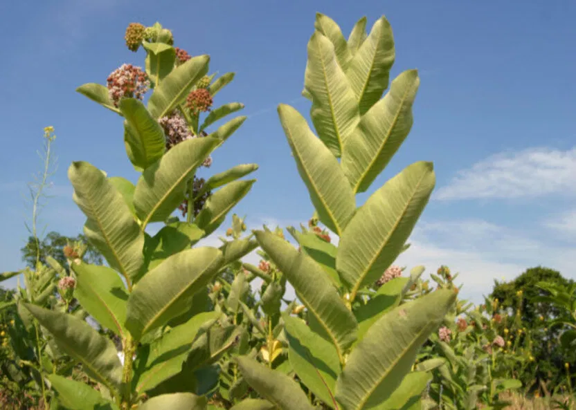 Các thói quen ăn uống này đúng là kì dị thật nhỉ? (Ảnh: Internet)