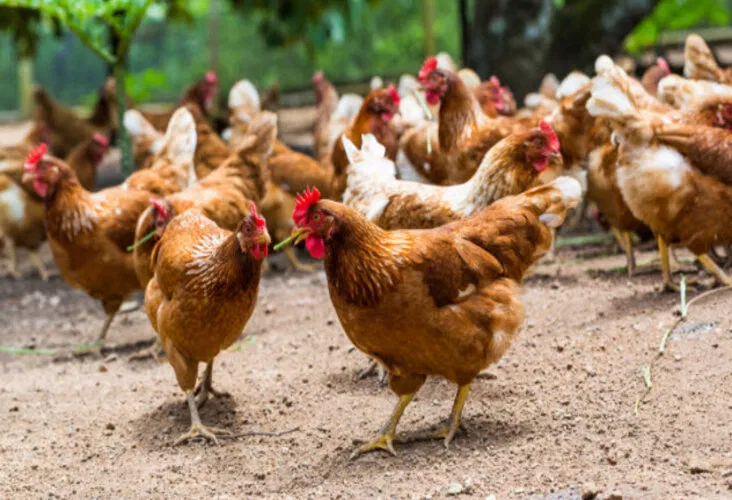 Các thói quen ăn uống này đúng là kì dị thật nhỉ? (Ảnh: Internet)