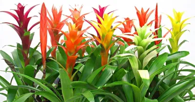 Phong thủy cây dứa cảnh nến, mang nhiều ý nghĩa trường thọ, xua đi điềm xấu giúp gia chủ (ảnh: Internet) Phong thủy cây dứa cảnh nến, mang nhiều ý nghĩa trường thọ, xua đi điềm xấu giúp gia chủ (ảnh: Internet)