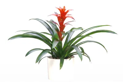 Phong thủy cây dứa cảnh nến, mang nhiều ý nghĩa trường thọ, xua đi điềm xấu giúp gia chủ (ảnh: Internet) Phong thủy cây dứa cảnh nến, mang nhiều ý nghĩa trường thọ, xua đi điềm xấu giúp gia chủ (ảnh: Internet)
