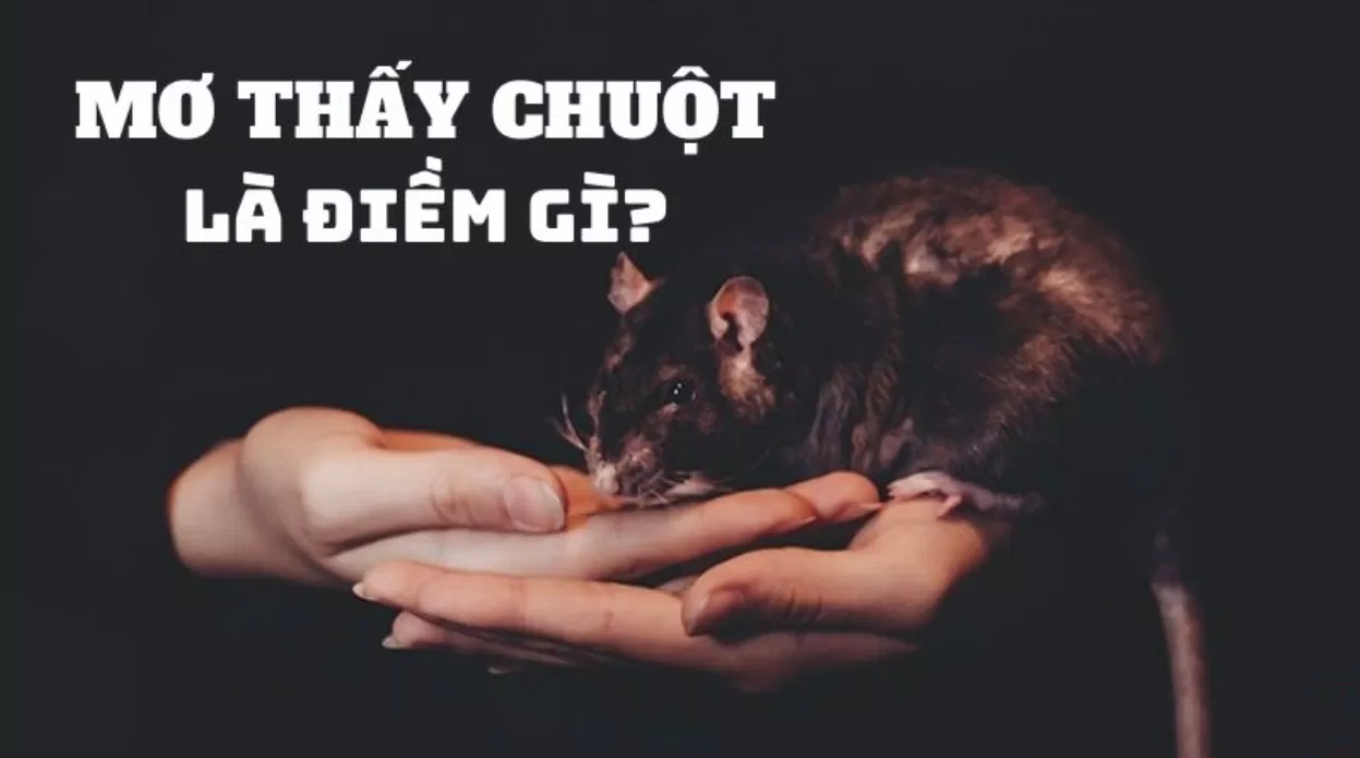 Mơ thấy chuột là điềm báo gì? (Ảnh: Internet)