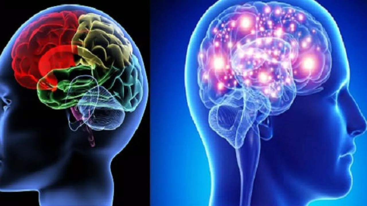 Gừng cải thiện chức năng não bộ (Ảnh: Internet) Gừng cải thiện chức năng não bộ (Ảnh: Internet)