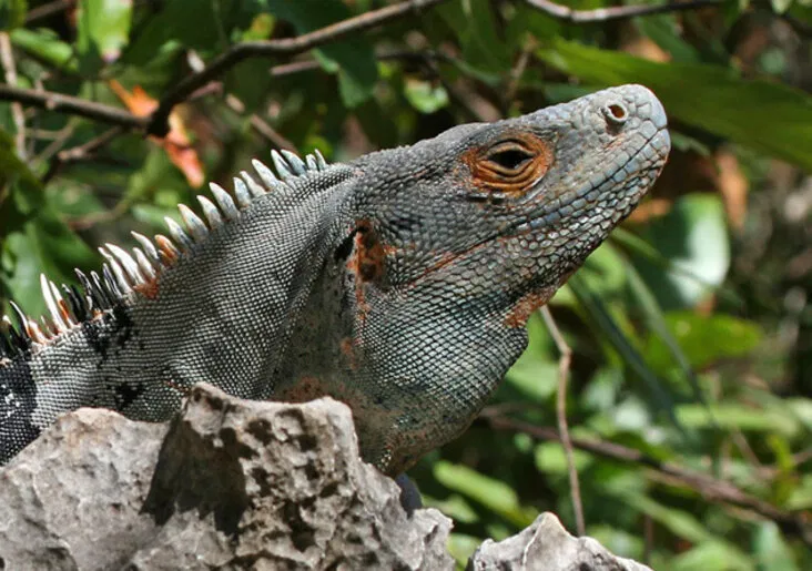 Có những món sẽ phải cần kha khá dũng khí mới dám nếm thử đấy! (Ảnh: Internet)