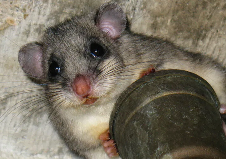 Có những món sẽ phải cần kha khá dũng khí mới dám nếm thử đấy! (Ảnh: Internet)