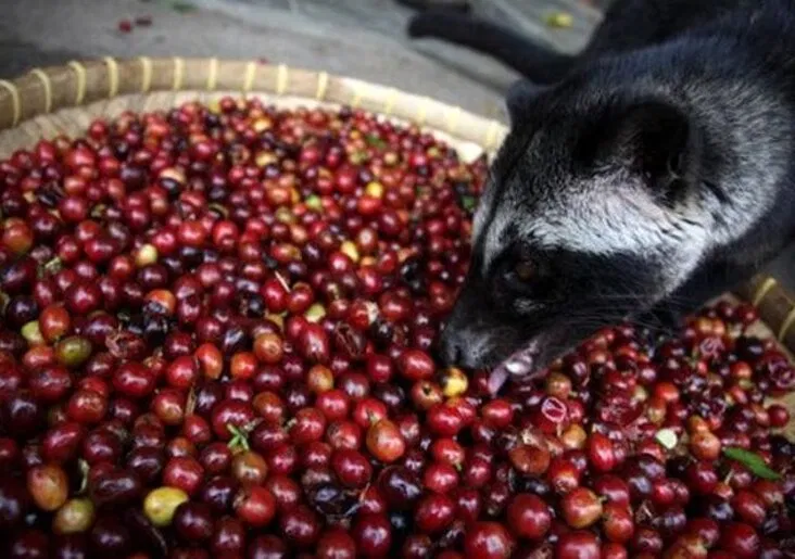 Tuy có hơi kinh dị, nhưng lại cực kì đắt! (Ảnh: Internet)