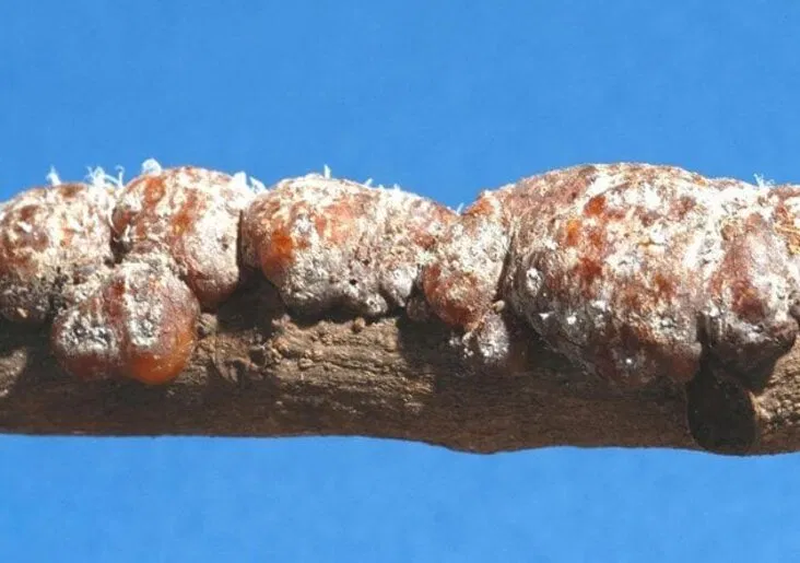 Tuy có hơi kinh dị, nhưng lại cực kì đắt! (Ảnh: Internet)