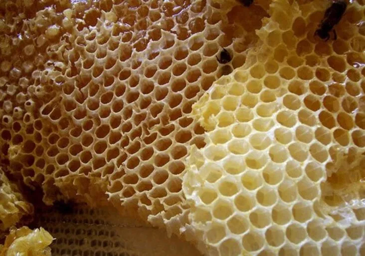 Tuy có hơi kinh dị, nhưng lại cực kì đắt! (Ảnh: Internet)