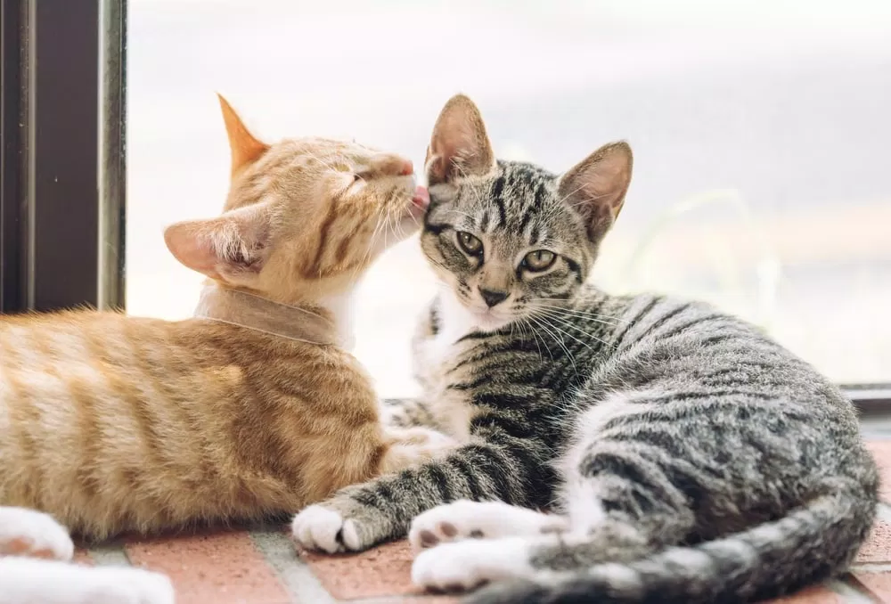 Mèo chải lông để vệ sinh cho nhau (Ảnh: Internet)