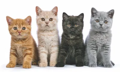 Mèo có rất nhiều màu lông khác nhau (Ảnh: Internet) Mèo có rất nhiều màu lông khác nhau (Ảnh: Internet)