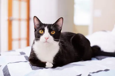 Mèo tuxedo có màu lông đen trắng độc đáo (Ảnh: Internet) Mèo tuxedo có màu lông đen trắng độc đáo (Ảnh: Internet)