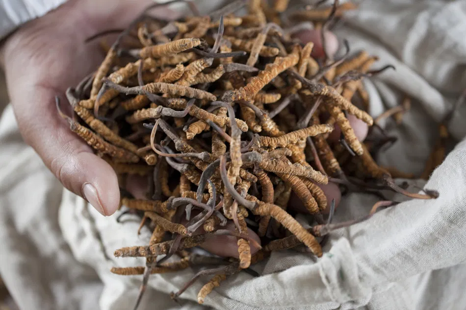 Yarshagumba has rapidly become the principal source of income for the ancient, yak-based culture of the Himalayas, which had survived for centuries in one of the most extreme environments on Earth with a virtually cash-free economy. The price of yarsagumba has increased twenty-fold in just a few years, to the point that it is now worth nearly its weight in gold, retailing for $1250 an ounce in Hong Kong for premium grade. Yarsagumba grows in the high Himalayas, just below the snowline, and can only be collected for a few weeks in the summer. Bagarchap, Manang, Nepal.