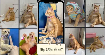 một bé mèo vô danh bỗng dưng nổi lên trở thành hiện tượng mạng xã hội, đó là Mỹ Diệu.