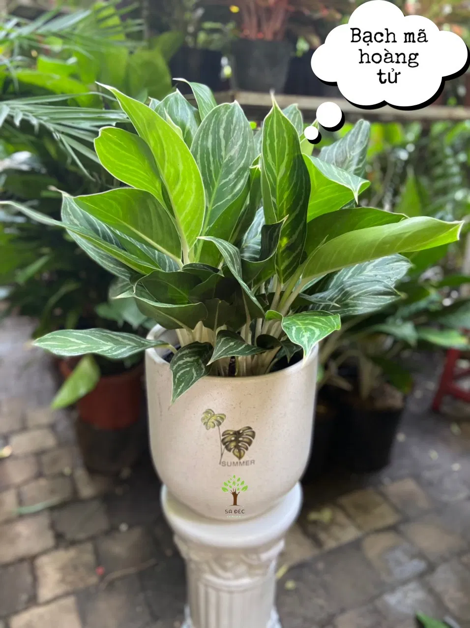 Phong thủy cây bạch mã hoàng tử, mang lại cho gia chủ sự thư thái, quyết đoán và may mắn (ảnh: Internet) Phong thủy cây bạch mã hoàng tử, mang lại cho gia chủ sự thư thái, quyết đoán và may mắn (ảnh: Internet)