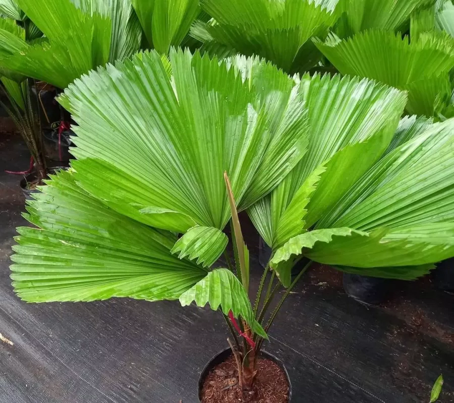 Phong thủy cây cọ Nhật, ý nghĩa sinh tài giữ của, giúp công việc gia chủ thuận lợi (ảnh: Internet) Phong thủy cây cọ Nhật, ý nghĩa sinh tài giữ của, giúp công việc gia chủ thuận lợi (ảnh: Internet)