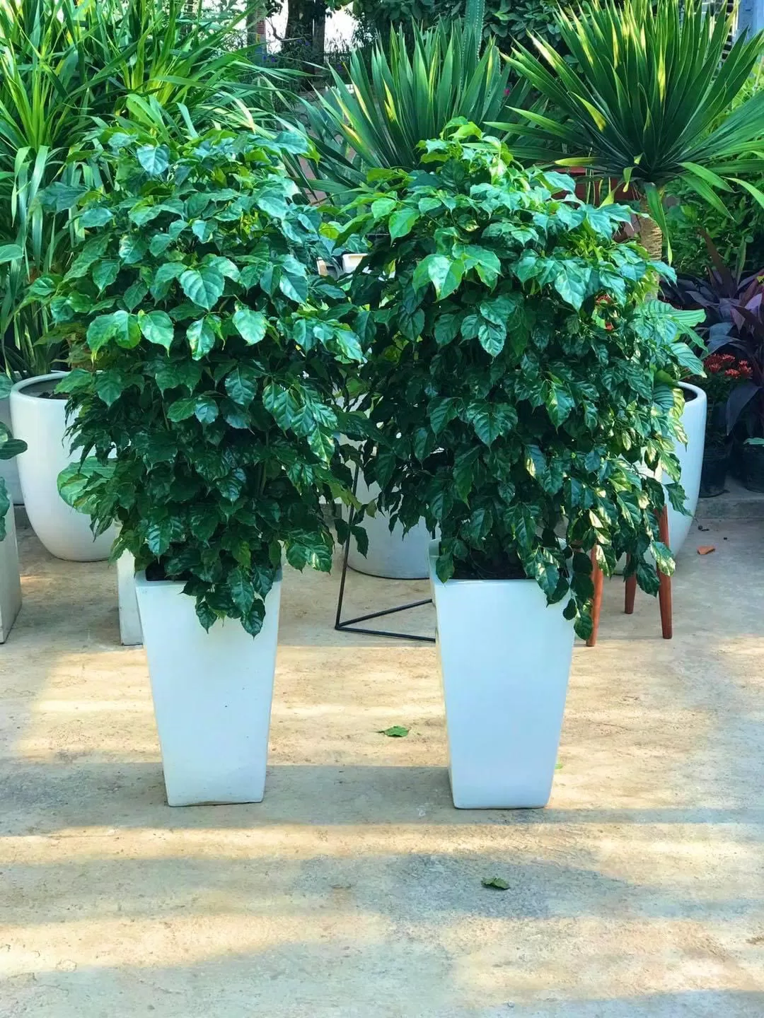 Phong thủy cây hạnh phúc, mang nhiều ý nghĩa về hạnh phúc, gắn kết và yêu thương (ảnh: Internet) Phong thủy cây hạnh phúc, mang nhiều ý nghĩa về hạnh phúc, gắn kết và yêu thương (ảnh: Internet)