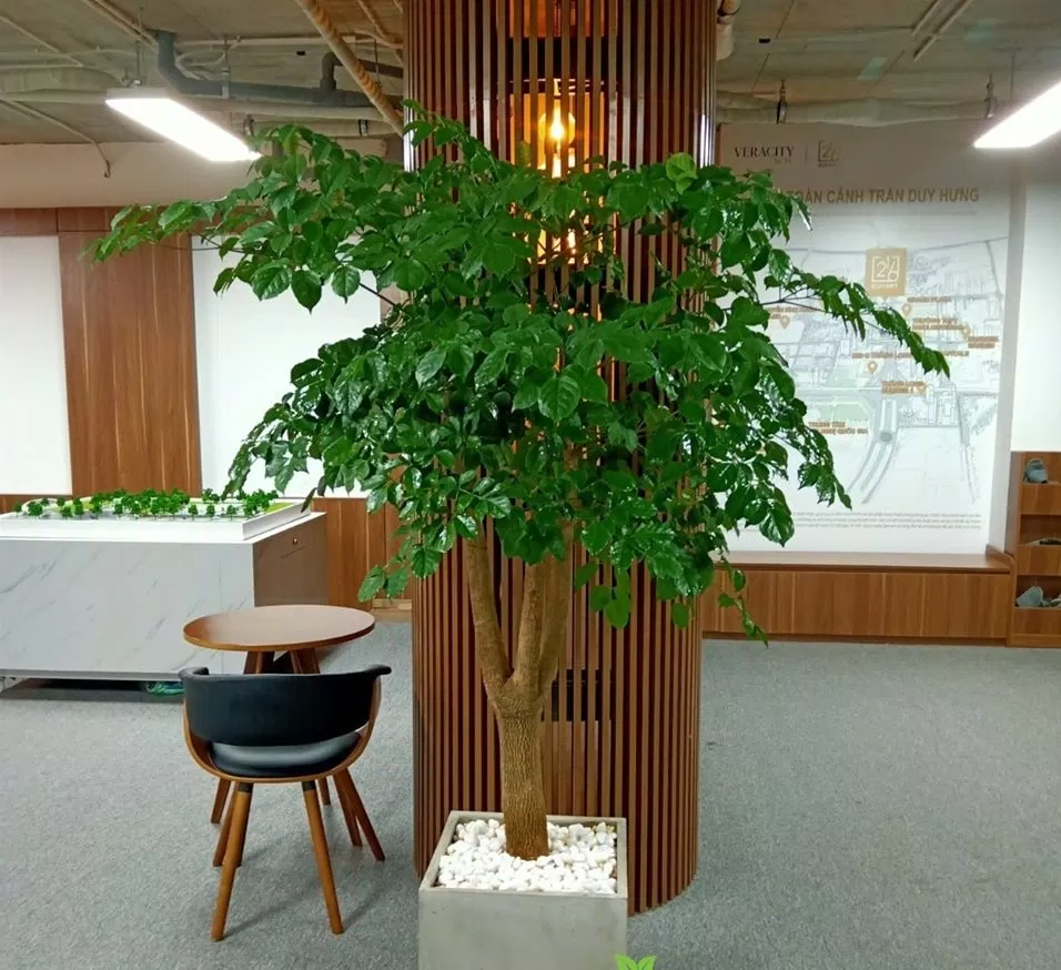 Phong thủy cây hạnh phúc, mang nhiều ý nghĩa về hạnh phúc, gắn kết và yêu thương (ảnh: Internet) Phong thủy cây hạnh phúc, mang nhiều ý nghĩa về hạnh phúc, gắn kết và yêu thương (ảnh: Internet)