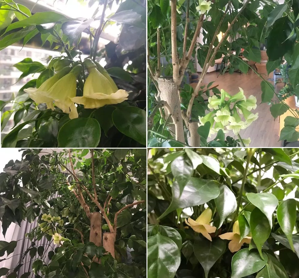 Phong thủy cây hạnh phúc, mang nhiều ý nghĩa về hạnh phúc, gắn kết và yêu thương (ảnh: Internet) Phong thủy cây hạnh phúc, mang nhiều ý nghĩa về hạnh phúc, gắn kết và yêu thương (ảnh: Internet)