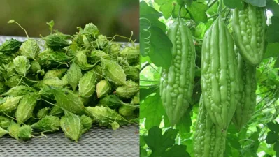 Ý nghĩa phong thủy cây khổ qua, giảm bớt căng thẳng, mang lại sức khỏe và hóa giải năng lượng tiêu cực (ảnh: Internet) Ý nghĩa phong thủy cây khổ qua, giảm bớt căng thẳng, mang lại sức khỏe và hóa giải năng lượng tiêu cực (ảnh: Internet)